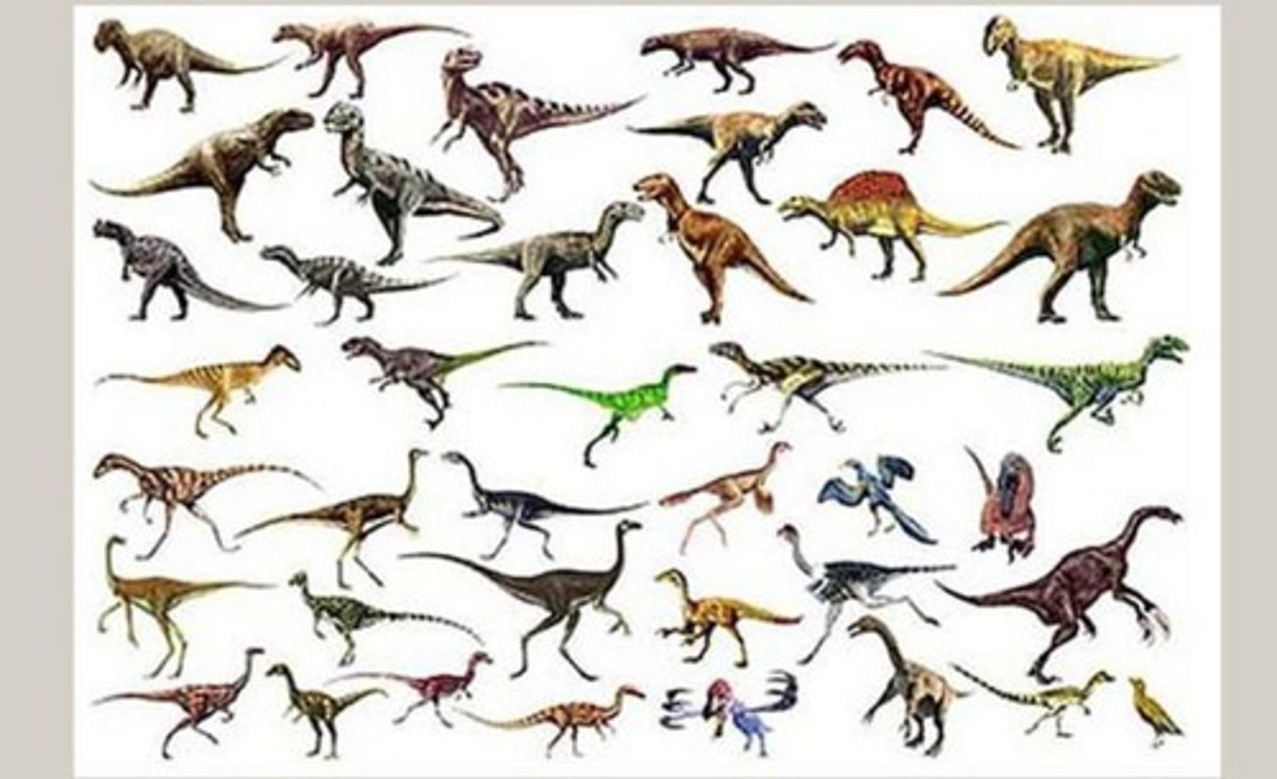 <p>- Bipedal carnivores</p><p>- Tyrannosaurus rex</p><p>- ancestor of birds</p>