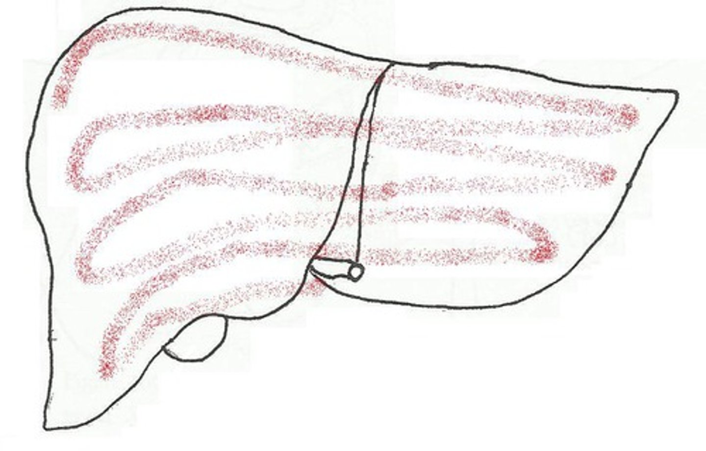 <p>Region</p><p>where diaphragm touched liver</p>