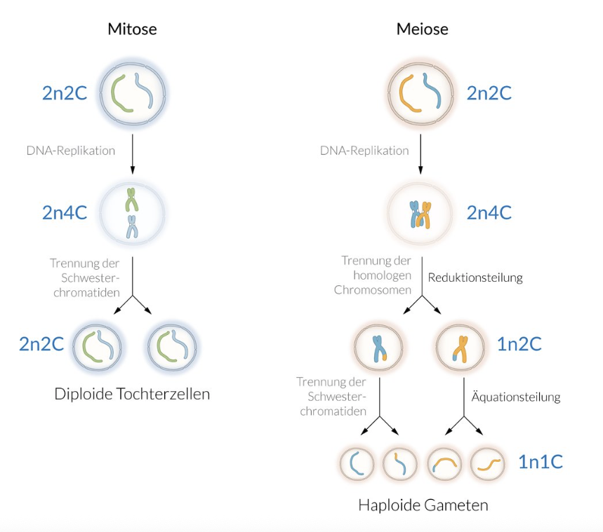<p>C. Two haploid daughter cells</p>