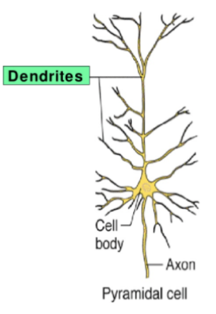 <ul><li><p>The apical dendrites is the long upper branch. It has small spines where connections from other neurons attach (synapses)</p></li><li><p>Their long <strong>axons</strong> leave the cortex to reach other cortical areas or various subcortical sites </p></li></ul><p></p>