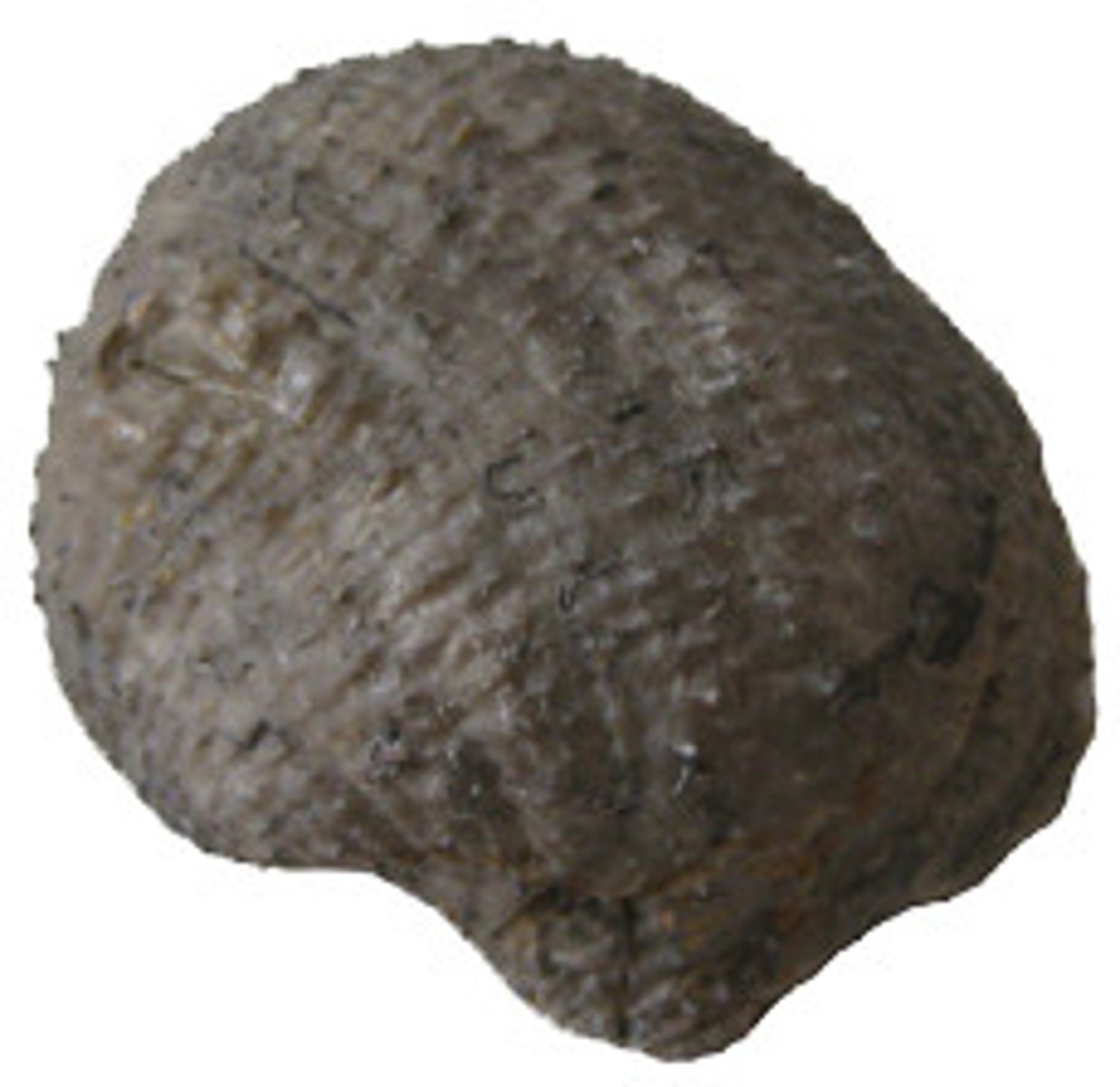 <p>Articulate brachiopod genus</p><p>an extinct genus of brachiopod that existed from the Carboniferous to the Permian</p>