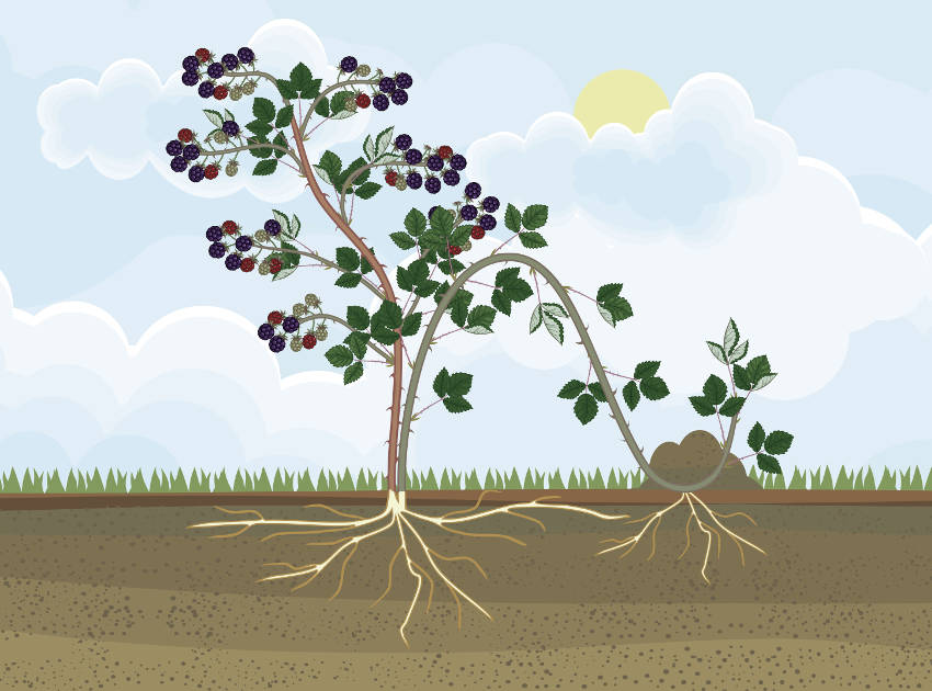 <p>In the image below what type of artificial methods is showing. </p>