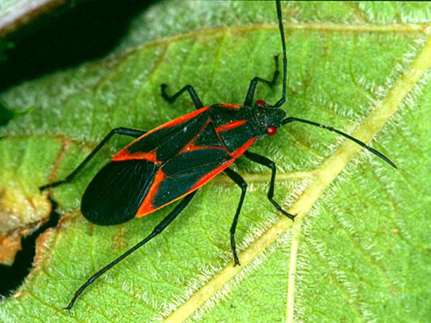 <p>True Bug</p>