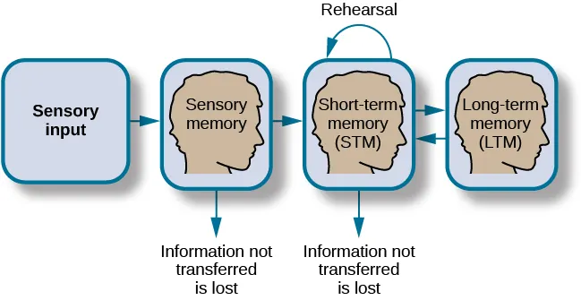 <p>Based on the belief that we process memories in the same way that a computer processes information</p>