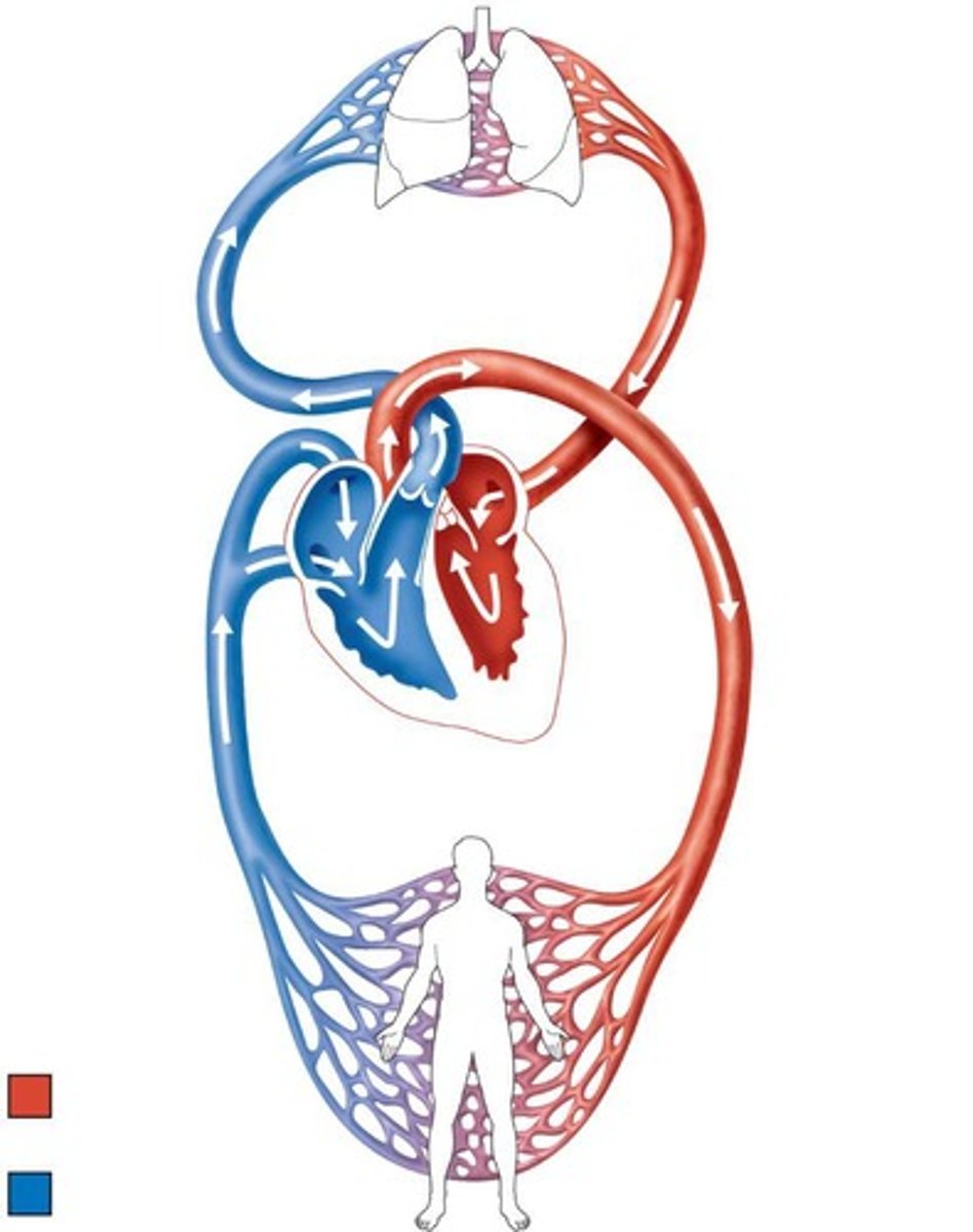 <p>Carry blood away from the heart to the lungs.</p>