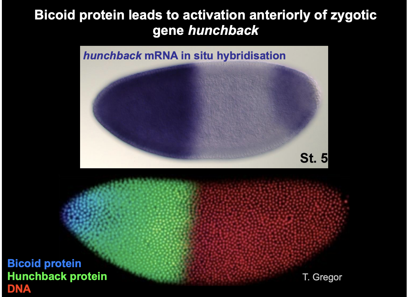 <p>Visualisation (in situ ybrisiation)</p><ul><li><p>of bicoid RNA and protein in the egg cell</p></li></ul><p>→ RESULT: localised to the anterior pole <strong>and</strong> diffusing away from it in a graded fashion</p><ul><li><p>Shows that bicoid works as a switch. Once there is enough of it to get to a threshold→ switches on the hunchback gene to half of the cell</p></li></ul><p></p>