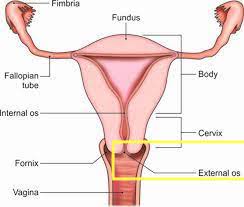 the opening of the cervical canal into the vagina