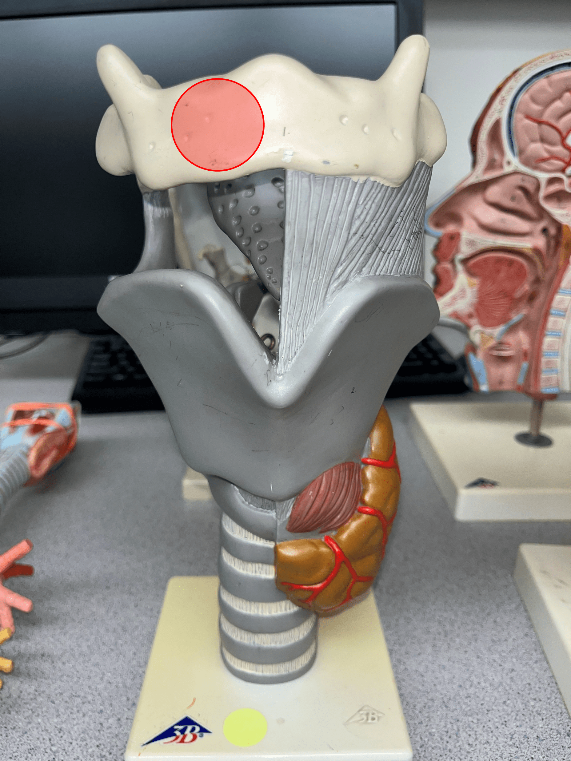 • A bone located near the larynx.

• Anterior to the epiglottis.