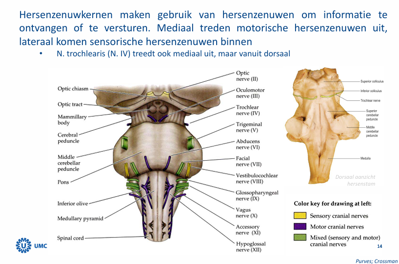 <ul><li><p>motorische mediaal</p></li><li><p>sensibele en gemendev lateraal</p></li></ul><p></p>