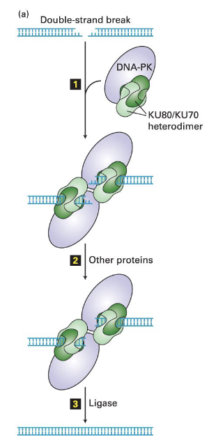 <p>(1)</p><ul><li><p>A <strong>complex</strong> formed by DNA-dependent <strong>protein kinase (DNA-PK) </strong>and<strong> Ku80/Ku70 heterodime</strong>r binds to the ends of the double-strand break</p></li></ul><p>(2)</p><ul><li><p>Ends are <strong><em>digested by nucleases</em></strong> or<strong><em> filled in by DNA polymerases</em></strong></p><ul><li><p>need <em>blunt ends</em> for ligation to occur =&gt; exonuclease and DNA polymerase activity is used so that all nucleotides are paired with complementary strand</p><ul><li><p>this results in a <strong><em>loss of information either by the removal or addition of nucleotides</em></strong></p><ul><li><p><em>cell chooses this trade off for repair even though mistakes</em></p></li></ul></li></ul></li></ul></li></ul><p>(3)</p><ul><li><p>Ends are<strong> ligated together</strong></p></li></ul><p></p>