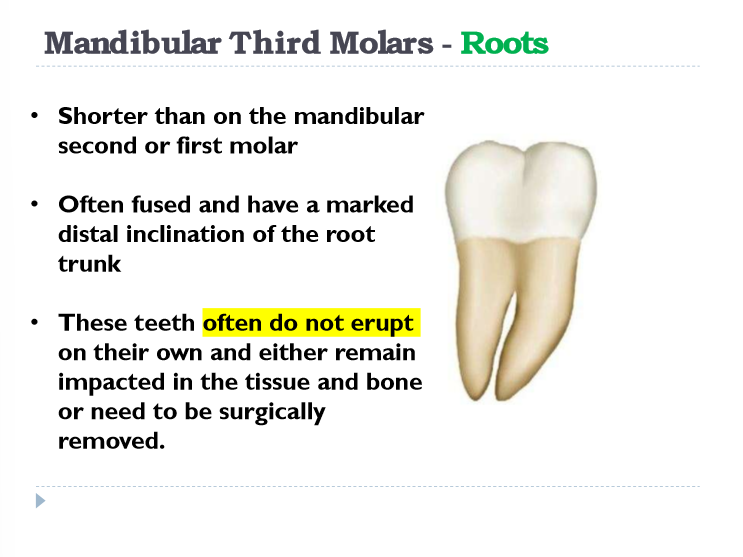 <p>third molar</p>