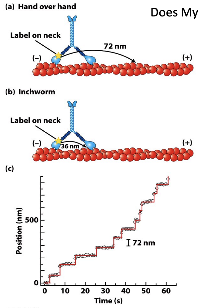 \
* Both heads work at the same time, one head always in contact so it does not fall off
* Does Myosin V walk hand-over-hand or like an inchworm?
* Experiment to find out:
  * Fluorescently label the head and see how it moves - Hand over hand would move 72, inchworm would go 36
  * The step size of a Myosin V motor walking along a single actin filament is 72nm. - hand over hand model
  * If the cargo was labeled (instead of the neck), how far would it move per step?
* Unlike myosin II, the the binding and release of the two myosin V heads are coordinated, with one head always in contact with the actin. This processive movement allows it to reliably carry cargo.