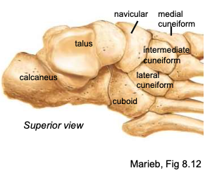 <p>the bone at the top of the foot that articulates with the tibia + fibula superiorly and the calcaneus inferiorly; carries the majority of the body’ weight</p>