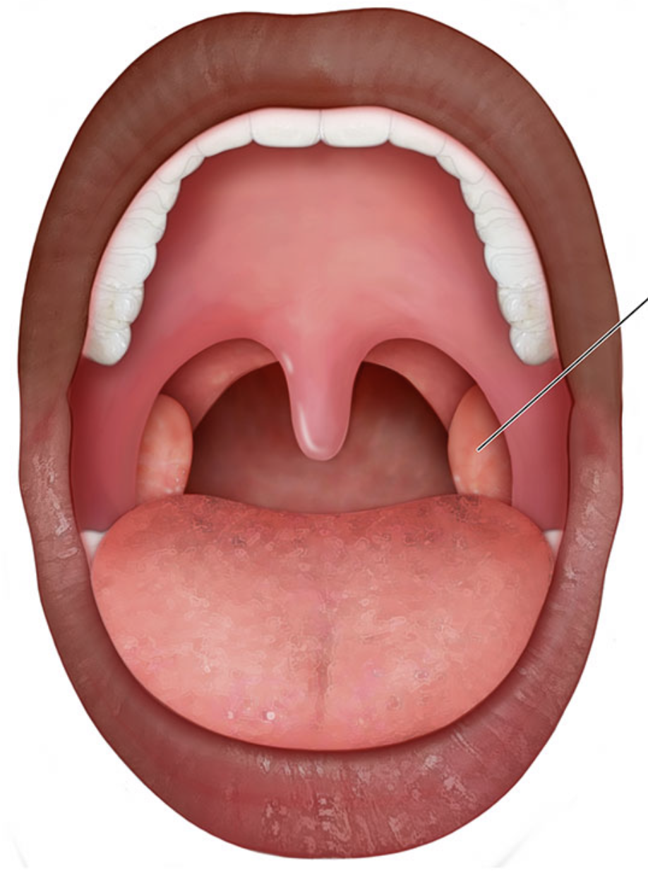 <p>where are the palatine tonsils located</p>