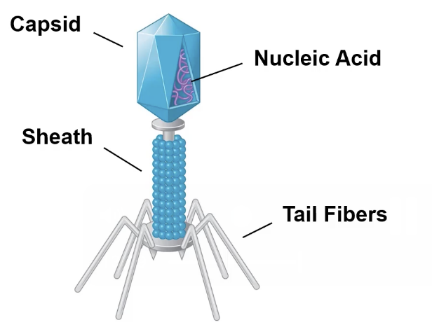 <p>What are complex viruses? Examples? </p>