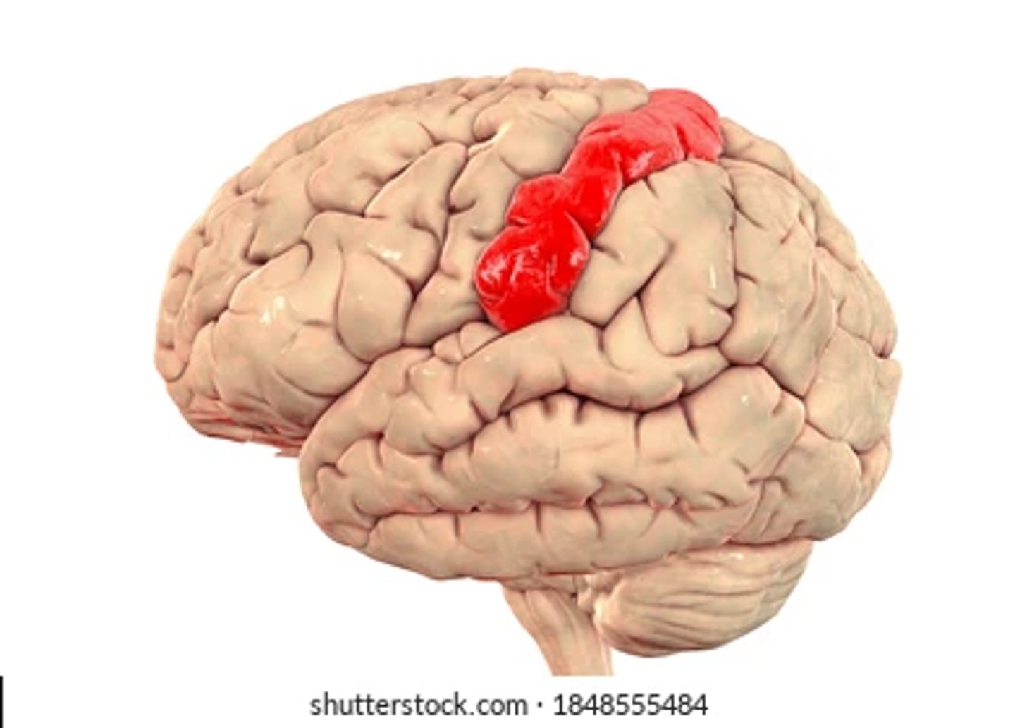 <p>- płat ciemieniowy</p><p>- zakręt zaśrodkowy i tylną część płacika okołośrodkowego</p><p>- docierają do niej informacje z przeciwległej połowy ciała</p><p>- zaburzenia czucia ułożenia i ruchu oraz różnicowania dotyku (w zależności: krtań, gardło, język, mięśnie twarzy - powierzchnia górno boczna, kończyna górna - szczyt, powierzchnia przyśrodkowa - kończyna dolna)</p>