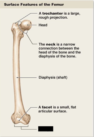 <p>this is the main surface features of the femur, what is this?</p>