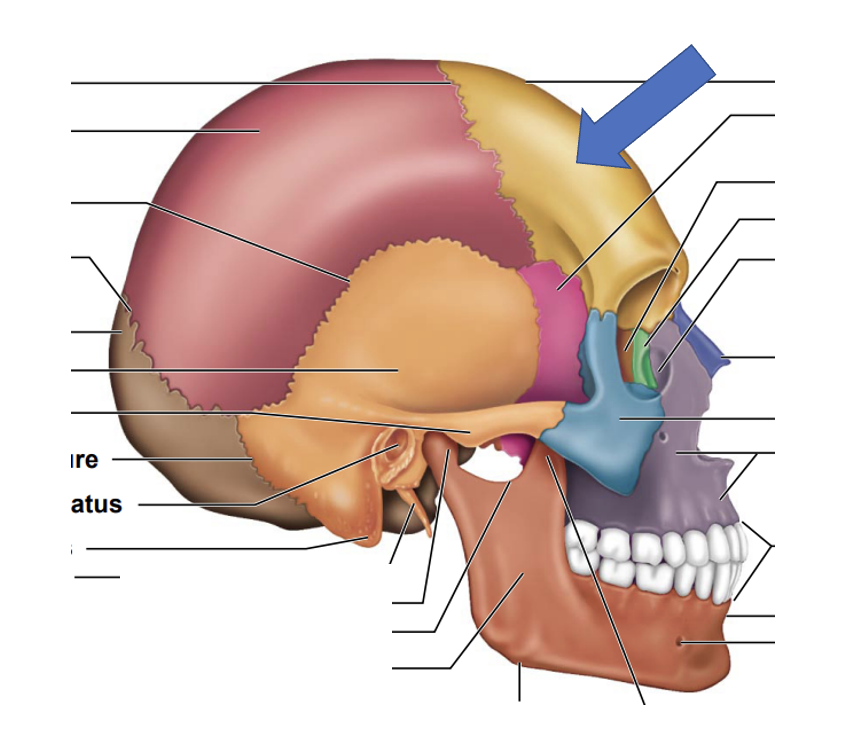 <p>Frontal bone </p>