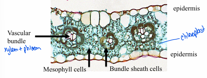 <ul><li><p>ring of bundle sheath cells- tightly associated with vascular bundles (phloem & xylem tissues)</p></li><li><p>bundle sheath cells: thick walled (impermeable to gases), large/abundant chloroplasts, tightly associated with mesophyll cells</p></li><li><p>unique anatomy</p></li></ul><p></p>