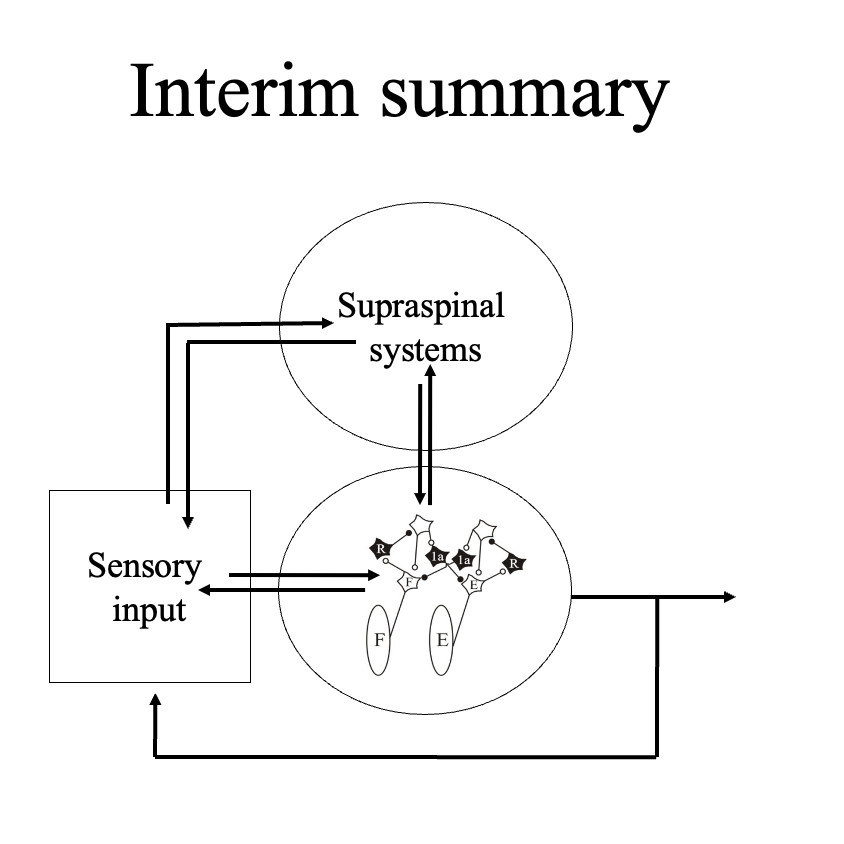<ol><li><p>Descending pathways convey supraspinal signals to spinal CPGs to influence the development and function of spinal networks. </p></li><li><p>Ventromedial systems are principally concerned with control of proximal muscles. </p></li><li><p>Dorsolateral systems are principally concerned with control of distal muscles. </p></li><li><p>Slow pathways have global modulatory effects.</p></li></ol><p></p>
