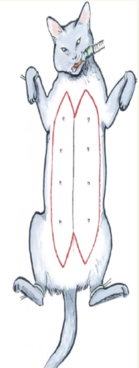 <p>gatas- las costillas evitan cerradura; si lo hacemos, hay tanta tensión que no se pueden respirar- por eso, hacemos incisiones de forma "m"</p>