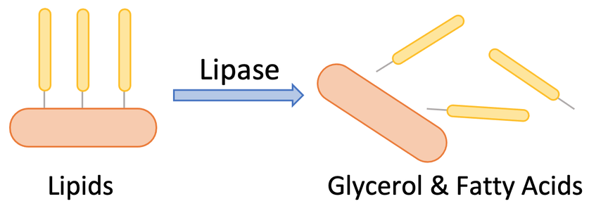 <ul><li><p><u>Amylase</u> = Gene that mutated in <em>most</em> humans to copy multiple times which helps break down complex carbohydrates (large chain glucose molecules)</p></li></ul><p></p><ul><li><p><u>Lipase</u> = Aids in the breakdown of fat</p><p></p></li></ul><p></p>