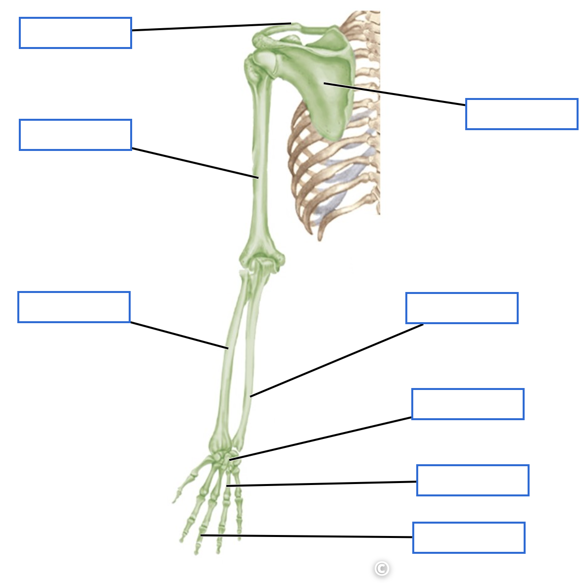 <p>Name these parts of the upper limbs of the appendicular skeleton</p>