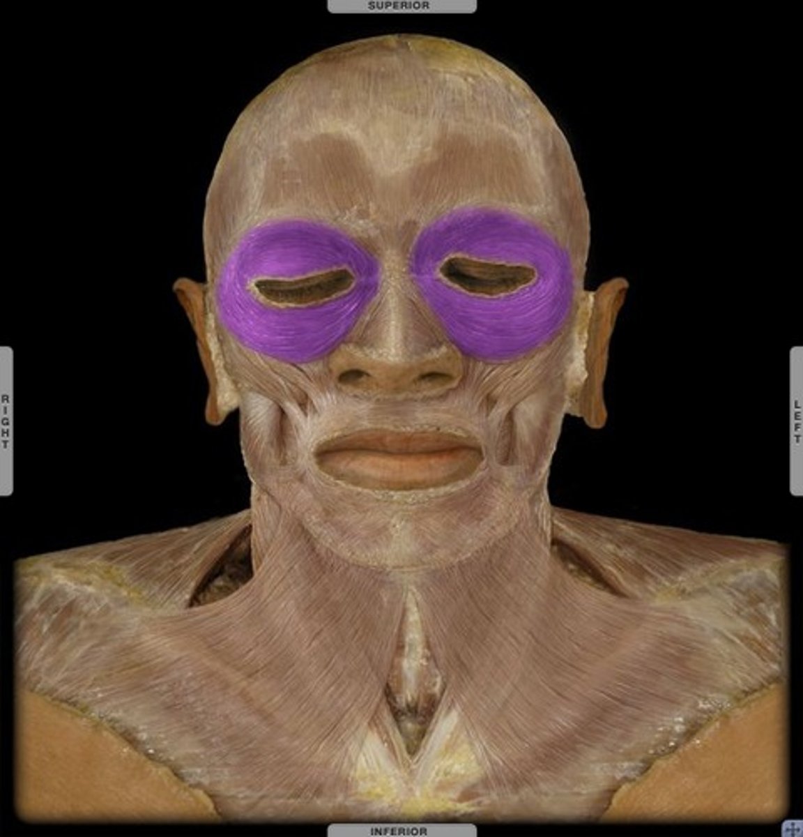<p>- close eyes</p><p>- aids flow of tears</p><p>- facial nerve</p>