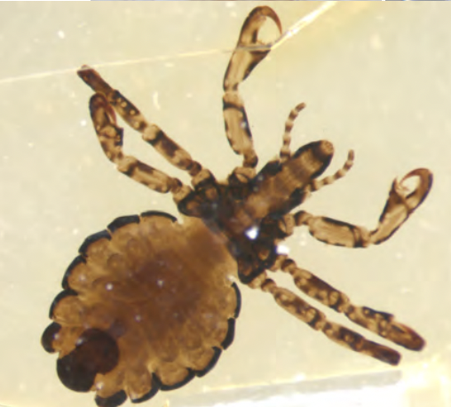 <p>Lice</p><ul><li><p>hemimetabolous</p></li><li><p>Morpho:</p><ul><li><p>sucking and chewing mouthparts</p></li><li><p>wingless and eyeless</p></li><li><p>tarsi for grabbing</p></li><li><p>ectoparasites</p></li></ul></li><li><p>look on birds and mammals</p></li><li><p>perserve on slide mount</p></li></ul><p></p>