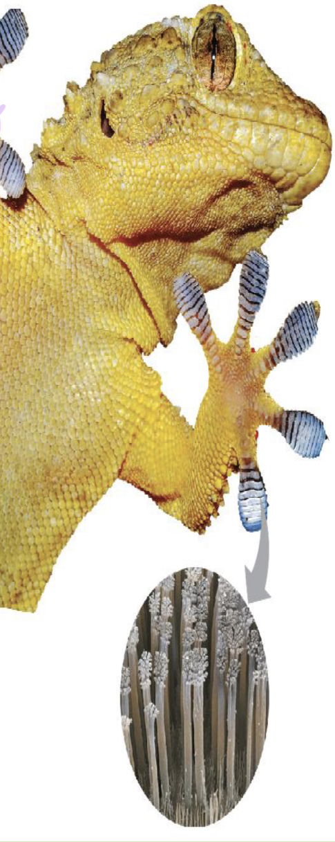 <ul><li><p>if electrons are distributed asymmetrically in mol/atoms, “hot spots” form of positive and negative charge (congregation in one area increases attraction)</p></li><li><p>attractions between mols that are close together as a result of these charges</p></li><li><p>interactions can be strong</p></li><li><p>seen in proteins</p></li><li><p>ex: gecko walking on wall</p></li></ul>