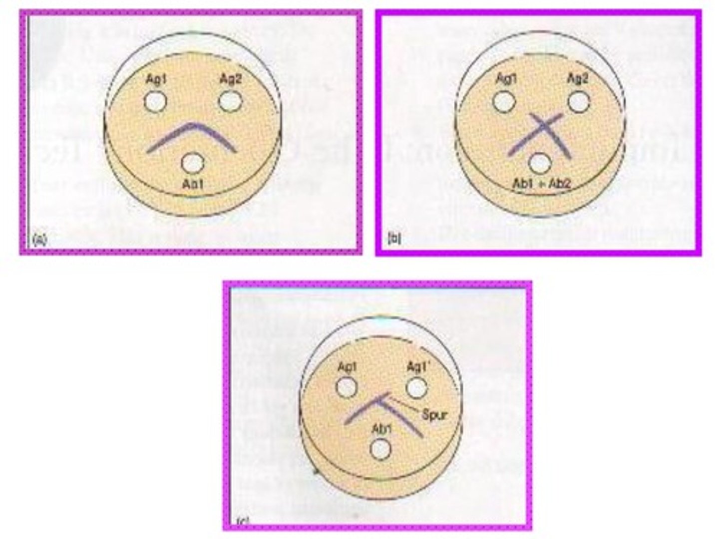 <p>1. Identical = peak</p><p>2. Partially identical = Spur</p><p>3. Non-identical = X</p>