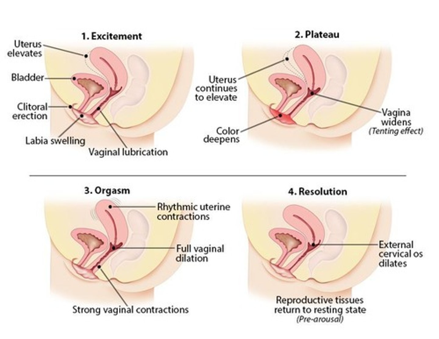 <p>1. Excitement 2. Plateau 3. Orgasm 4. Resolution</p>