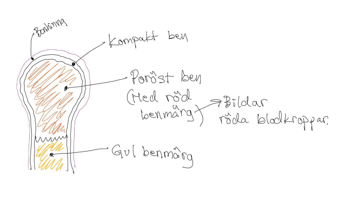 <p>Ben består av bindväv (levande vävnad)</p>