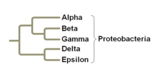 <p>the largest group of Gram Negative bacteria</p><p>examples:</p><ul><li><p>E. Coli</p></li><li><p>Salmonella </p></li><li><p>Campylobacter</p></li></ul><p></p>