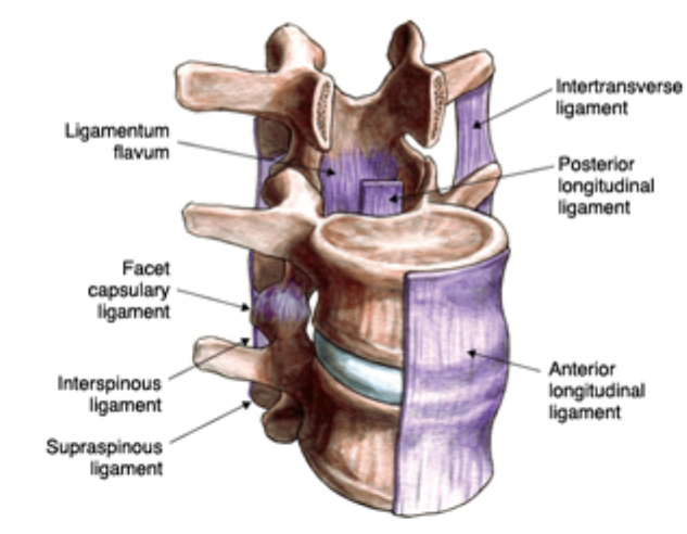 <p>Q. What do the anterior and posterior longitudinal ligaments do?</p>