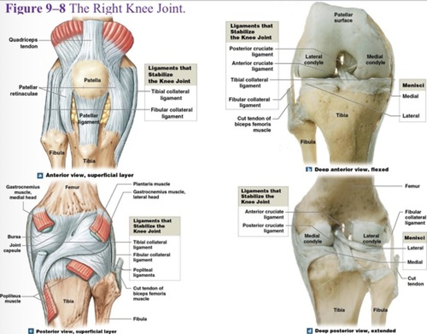 <p>Anterior and posterior cruciate ligaments</p>