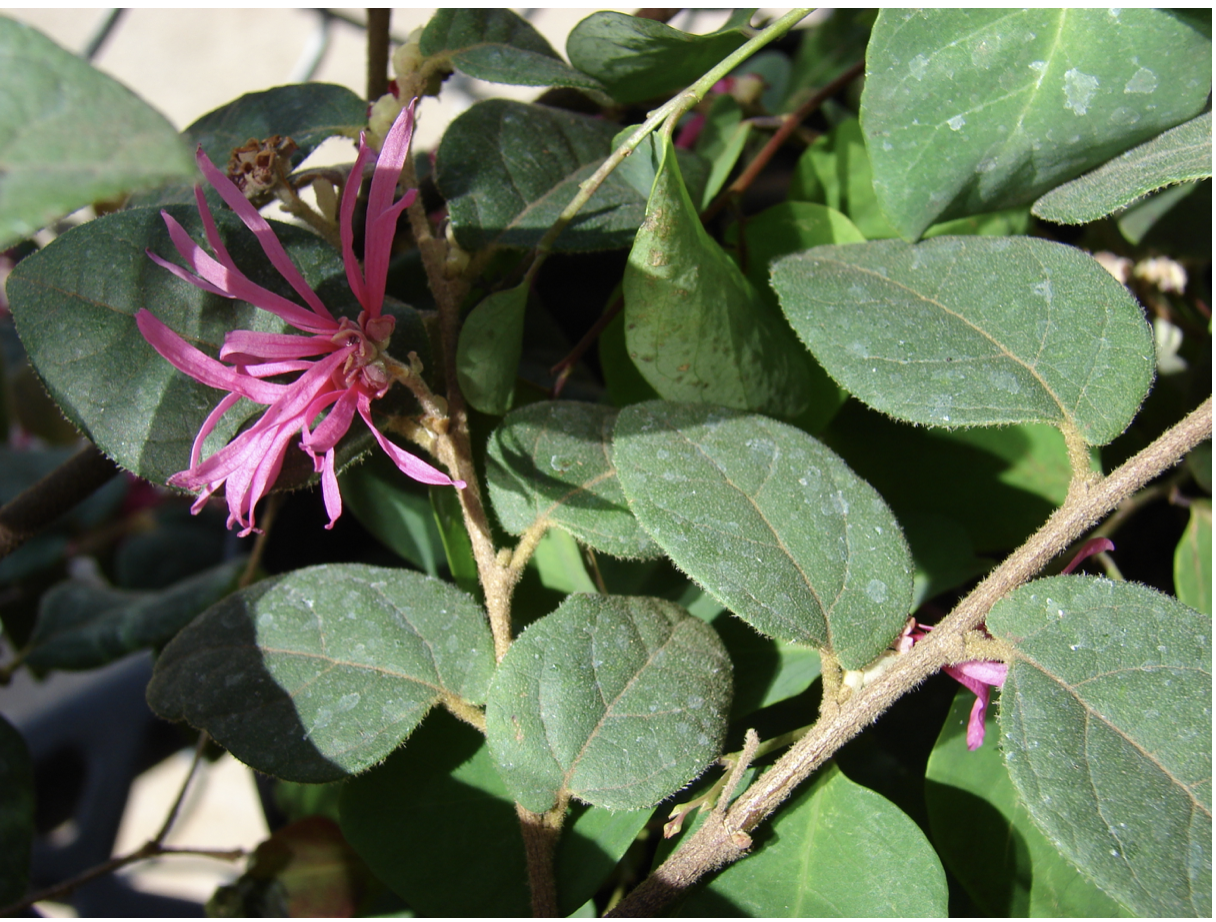<p><em>Loropetalum chinense</em><span> </span></p>