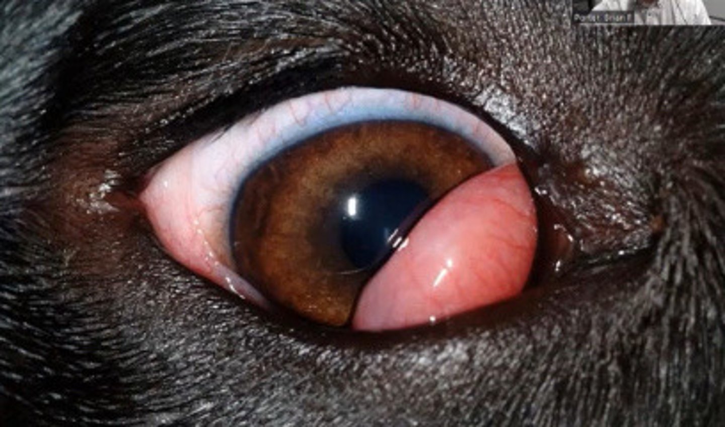 <p>Nictitating membrane hypertrophy: tissue swells - out of place/lack of circulation.</p>