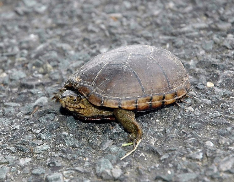 eastern mud turtle (endangered)