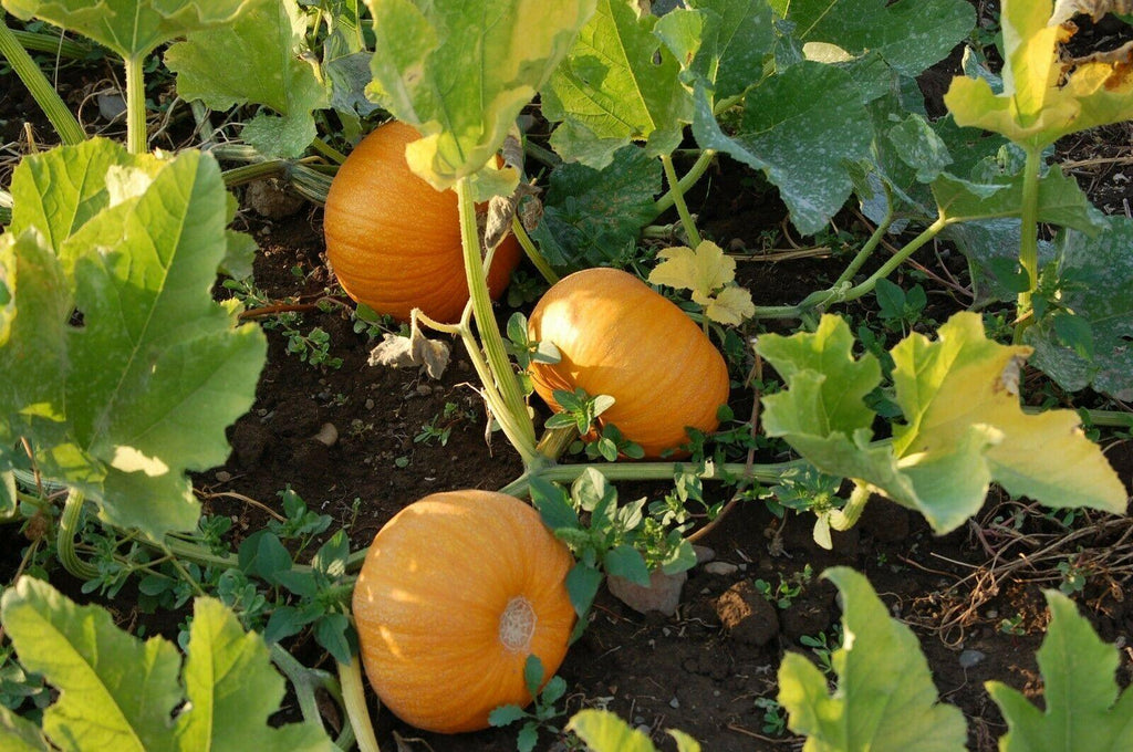 <p>Pumpkin</p>