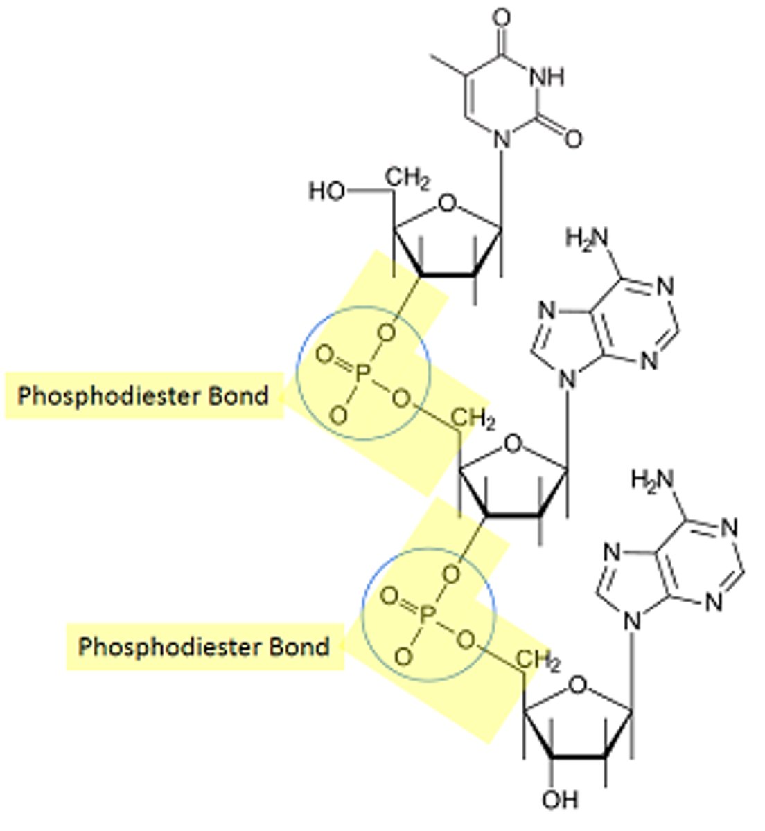 <p>The sugar and phosphate covalently bond to each other</p>