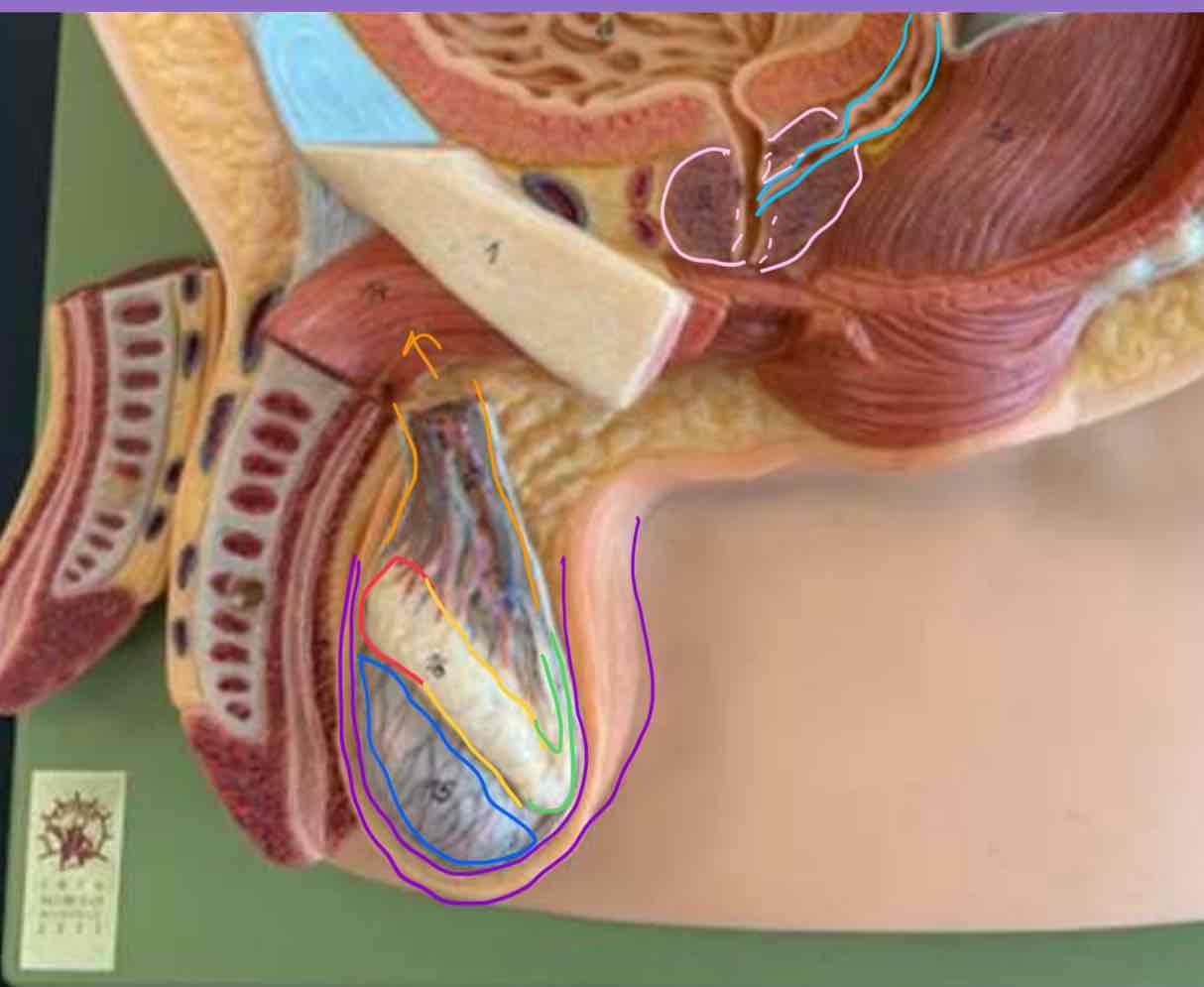 <p>Yellow; Epididymus</p>