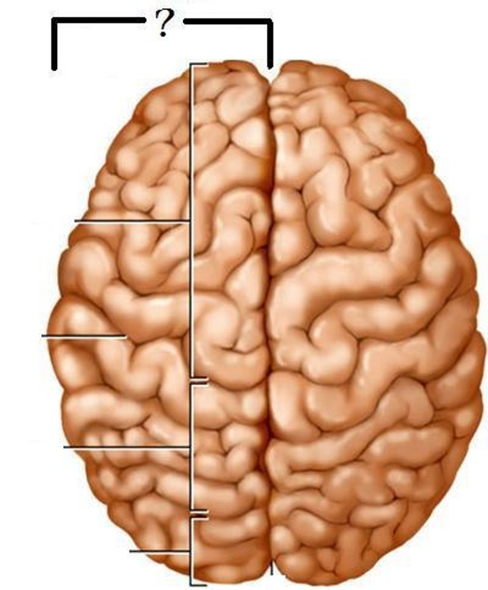 <p>sensory motor processing</p><p>- info coming from senses and how we form an action</p>