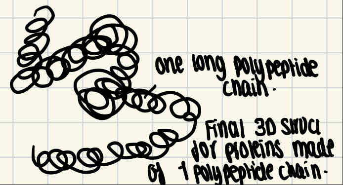 <p>As more hydrogen and ionic bonds are formed between different parts of the polypeptide chain, this causes the coiled/folded chains to become further coiled.</p><p> <mark data-color="purple">Disulphide bridges</mark> are formed when two molecules of amino acid cysteine come close together, as the sulfur atom in one of the cysteine bonds to the sulfur atom in the other. </p><p>For proteins made up of a single polypeptide chain, the tertiary structure is their final 3D structure.</p>