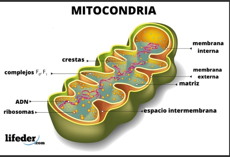 <p><span><span>Convertir energía mediante la respiración celular para producir ATP.</span></span></p>