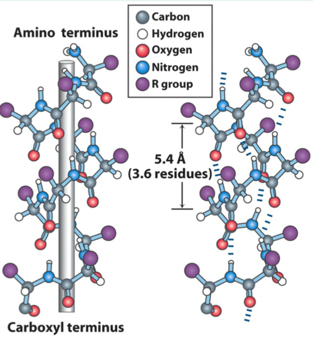 <p><strong>3.6 residues</strong> (<strong>5.4 Å</strong>) per turn.</p>