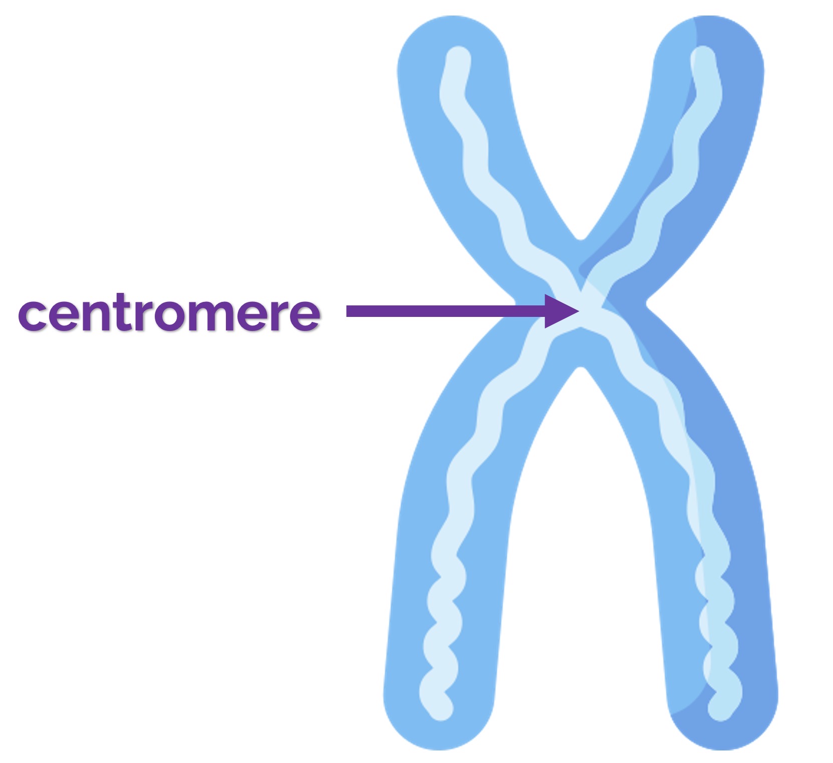 <p><strong>Centromere</strong></p>