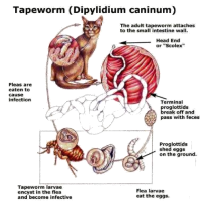 <p><strong>dipylidium caninum.</strong></p><p><strong>Important: IH - FLEAS, FH - CAT/DOG</strong></p><ol><li><p><strong>adult - in FH (dog/cat)</strong></p><ul><li><p>adult tapeworm attaches to SI using its scolex (head) which has hooks and suckers.</p></li><li><p>It grows by making segments (proglottids) → mature + breaks off from main body.</p></li></ul></li><li><p><strong>shedding of proglottids + eggs</strong></p><ul><li><p>terminal proglottids (mature segments) → breaks off + passed in host feces</p></li><li><p>these proglottids contain eggs → released into environment.</p></li></ul></li><li><p><strong>IH: Fleas ingest the eggs</strong></p><ul><li><p>inside flea larvae → egg develop into cysticercoids (infective larvae)</p></li></ul></li><li><p>as flea larvae mature into adult fleas → <span style="color: red">cysticercoids become infective. </span></p></li><li><p><strong>Infection of FH: dog/cat</strong>, becomes infected by ingesting the flea (can be during grooming/scratching). </p><ul><li><p>inside FH: larvae is released from flea → adult tapeworms in intestine. </p></li></ul></li></ol><p></p>