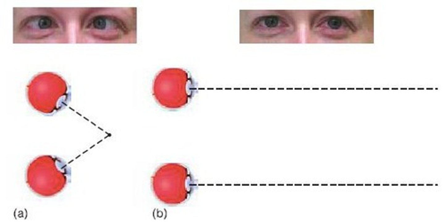 <p>To properly fuse an object that is not in our current horopter, we need to converge or diverge our eyes and accommodate our lenses.</p>