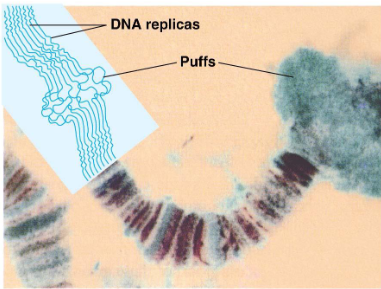 <p>Typisch voor giant cells in Drosophila</p><ul><li><p>grote cellen die niet delen, maar wel in volume toenemen</p></li><li><p>bv in speekselklier en darm</p></li><li><p>herhaalde DNA replicatie zonder deling resulteert in polytene chromosomen (reuzechromosomen)</p></li></ul><p></p><p>Polytene chromosomen hebben een typisch bandenpatroon: donkere strpen = sterk gecondenseerd chromatine</p><p></p><p>Puffs: gedecondenseerd chromatine, plaatsen van actieve transcriptie</p><p></p>